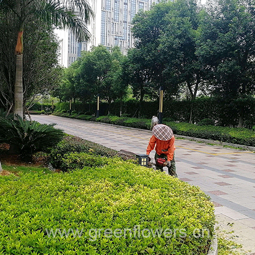 昆山绿化养护